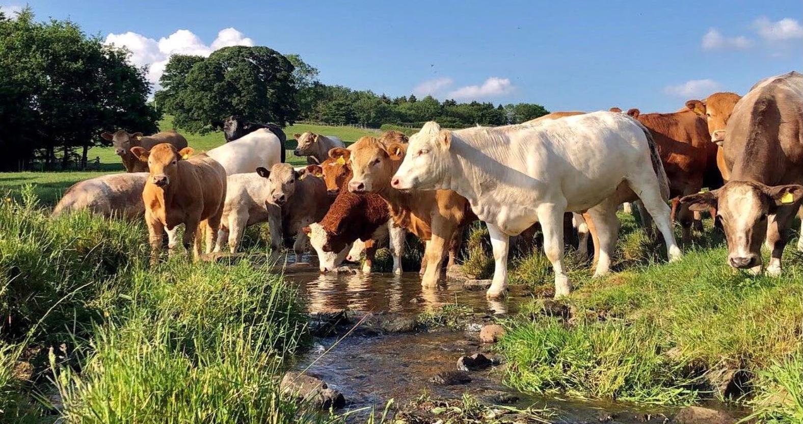 ripley-farm-cows